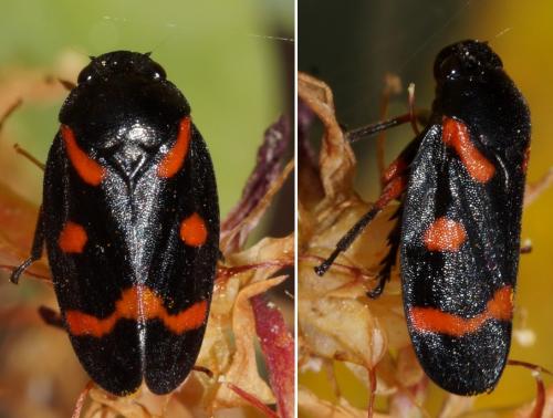 Réf. 321 541 : Cercopis intermedia